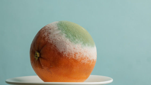 Alimentos com bolor são perigosos mesmo se removermos o fungo?