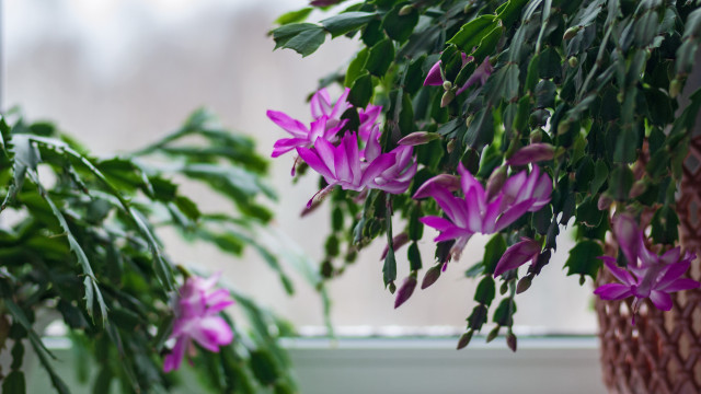 7 plantas que resistem bem ao frio dentro de casa