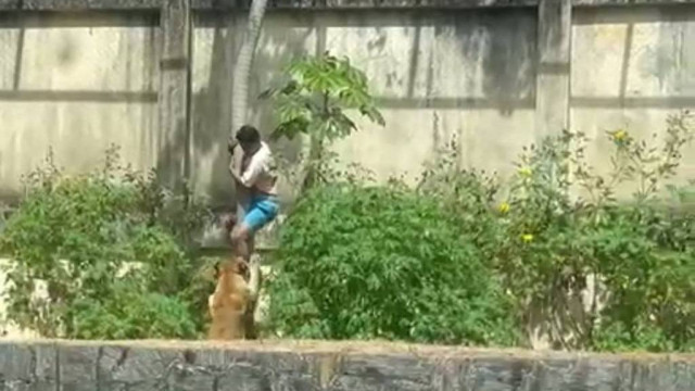 Homem morre após invadir espaço de leoa e ser atacado por animal em parque de João Pessoa