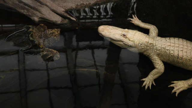 Jacaré albino morre aos 30 anos. 