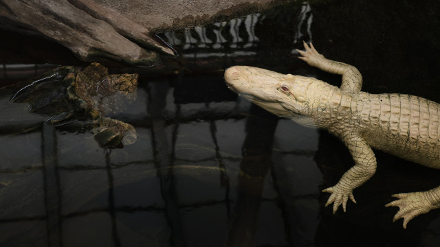 Jacaré albino morre aos 30 anos.