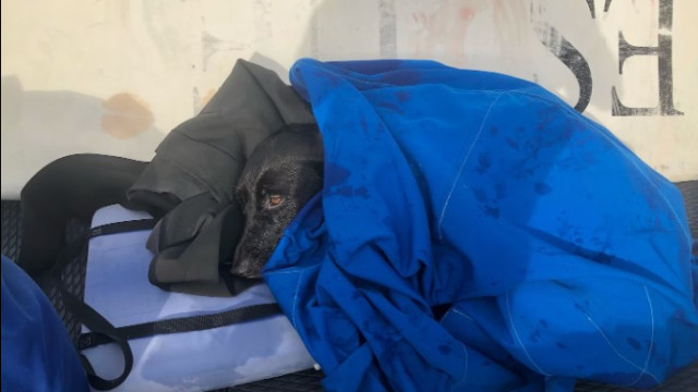 Cadela foge e acaba levada por corrente de água. AirTag ajudou no resgate