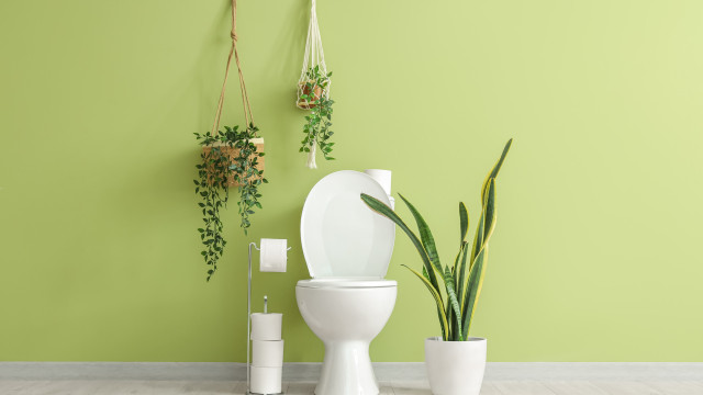 Doze plantas que adoram humidade - pode deixá-las no WC à vontade