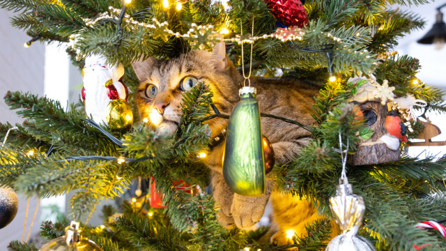 Como proteger a árvore de Natal de 'ataques' do seu gato