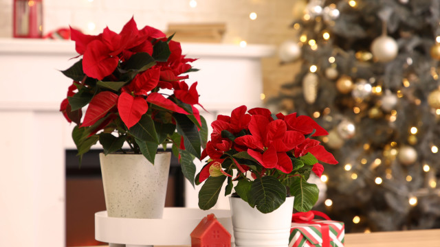 O sítio da casa onde deve colocar a flor de Natal, segundo o Feng Shui