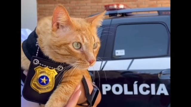Delegato. Polícia do Brasil adota felino para apoiar vítimas de violência