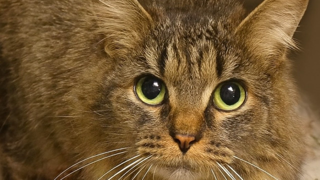 Gata desaparecida há 443 dias volta a casa nos EUA. 