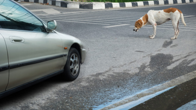 Acidentes com animais: Quem paga os danos no carro?
