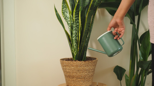 Em que altura do dia se deve regar as plantas? Especialistas respondem