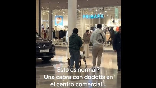 Passeia cabra de fralda em centro comercial de Sevilha. 