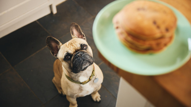 Mantenha estas especiarias longe do seu patudo! Eis o que pode acontecer