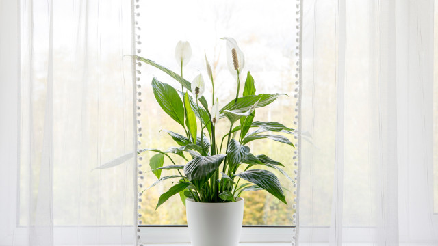 Saiba onde colocar o lírio-da-paz para atrair sorte e energias positivas 