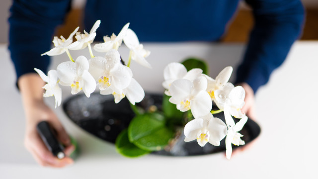 Sete plantas que vão deixar a sua casa cheirosa durante o inverno