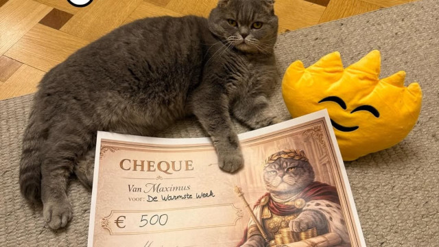 Maximus, o gato do primeiro-ministro belga que é uma sensação na internet