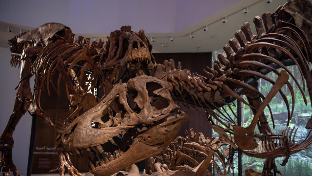 Novo estudo mostra que 'rei dos dinossauros' crescia até aos 40 anos