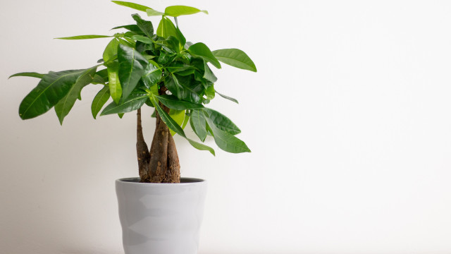 O sítio onde deve colocar a sua Árvore-do-dinheiro para atrair riqueza