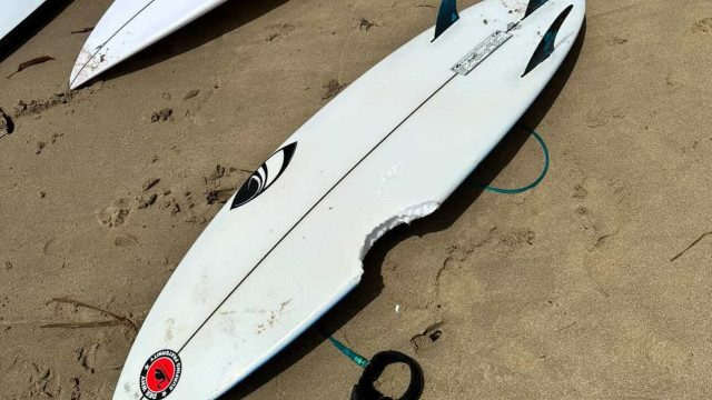 Surfista de 11 anos escapa ileso a 2.º ataque de tubarão em Sydney em 24h