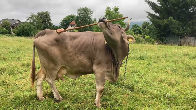 Veronika, a vaca que usa uma vassoura para se coçar. Não acredita? Veja