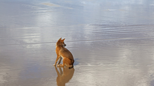 Turista é encontrada morta em praia cercada por cães: “cena horrível”