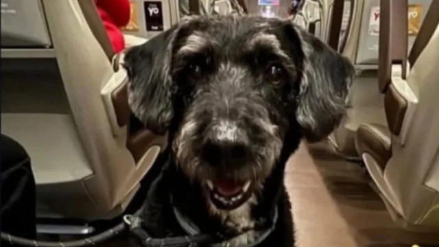 As buscas por Boro, o cão desaparecido após descarrilamento em Espanha