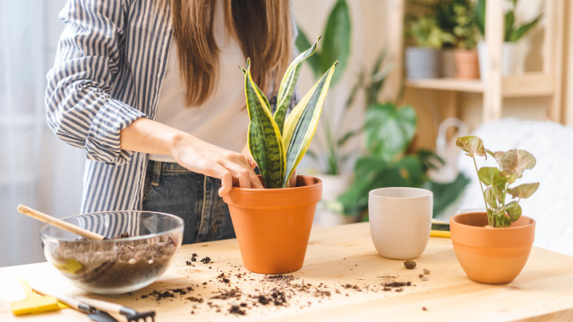 As 3 plantas impossíveis de se estragarem. Mesmo com animais em casa!