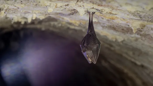 Exemplar de morcego-do-norte encontrado pela 1.Âª vez na PenÃnsula IbÃ©rica