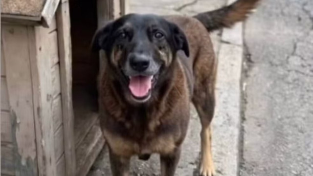 O que pode acontecer com os adolescentes suspeitos de matar o cão Orelha