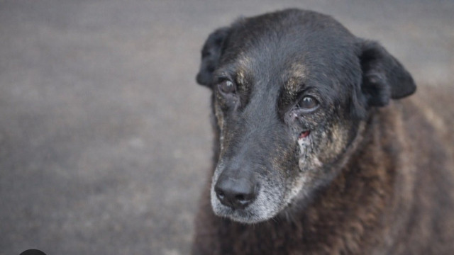 Adolescentes suspeitos de matar cão Orelha em SC estão nos EUA, diz polícia
