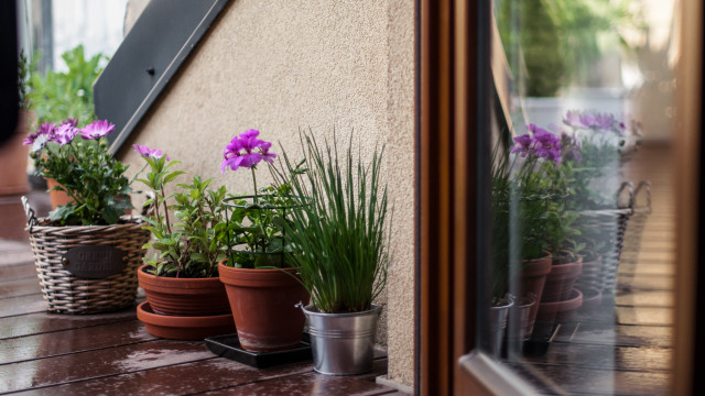 Como proteger as suas plantas de exterior durante o mau tempo