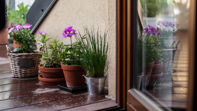 Como proteger as suas plantas de exterior durante o mau tempo