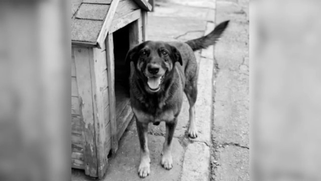 Apuração sobre morte do cão Orelha avança com depoimentos