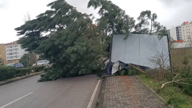 
                    Governo cria regime excecional para remover madeira das tempestades
                