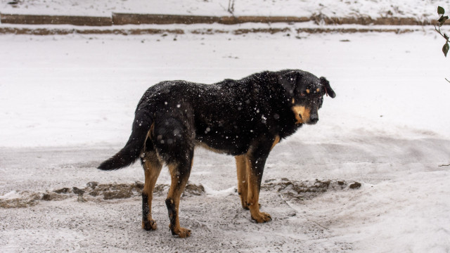 SOS Animal exige mecanismo de apoio ao resgate animal. “Não é aceitável