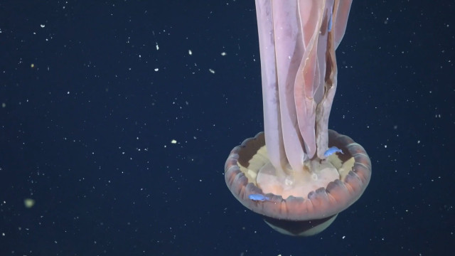 Água-viva gigante rara é avistada em expedição no fundo do mar argentino