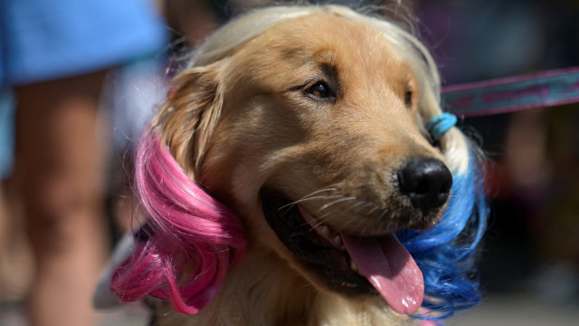 No Brasil, ninguém fica de fora do Carnaval. Eis as imagens do BloCão