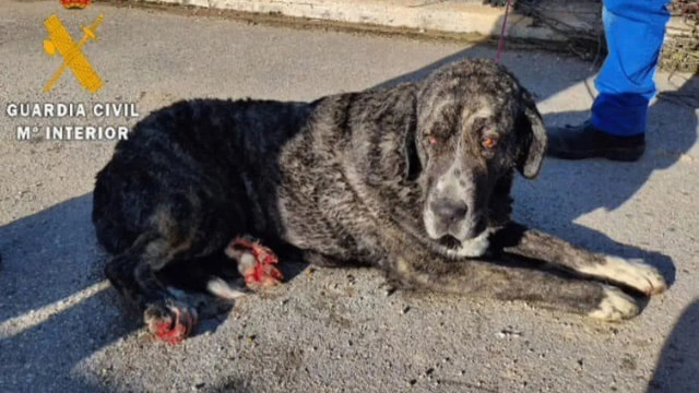 Cão de mais de 60kg resgatado do Canal de Navarra. Estaria preso há muito