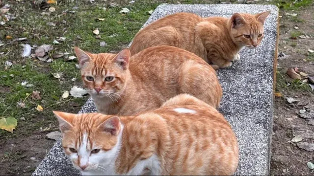 
                    Coimbra: Estudantes criam gelatina inovadora para hidratar gatos doentes
                