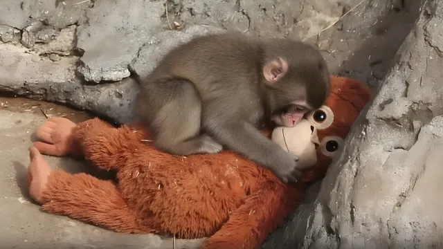 Homens detidos após invadirem recinto do macaco Punch, no Japão