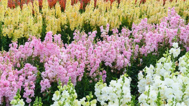 
                    Bem-vinda, primavera! Flores que pode começar a plantar a partir de hoje
                