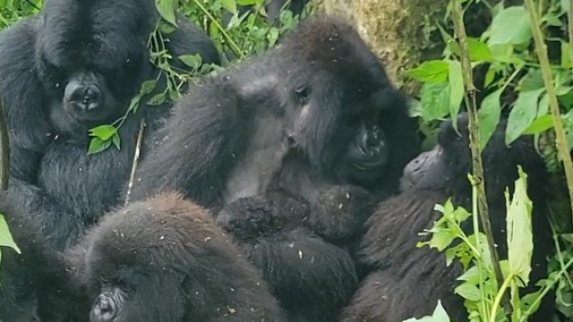 Nascimento raro de gêmeos gorilas surpreende parque na África; veja