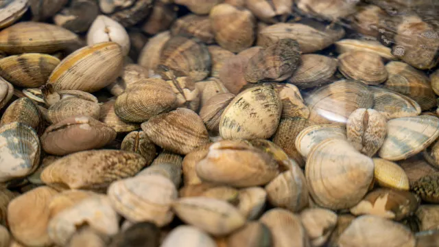 
                    Triagem de bivalves passa a ser permitida a bordo logo após colheita
                