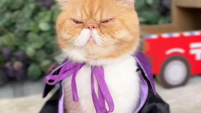 
                    Hariton, o vidente de 4 patas que tem 1 milhão de seguidores no TikTok
                