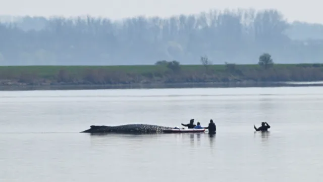 Especialistas tentam resgatar baleia encalhada no Mar Báltico. Veja