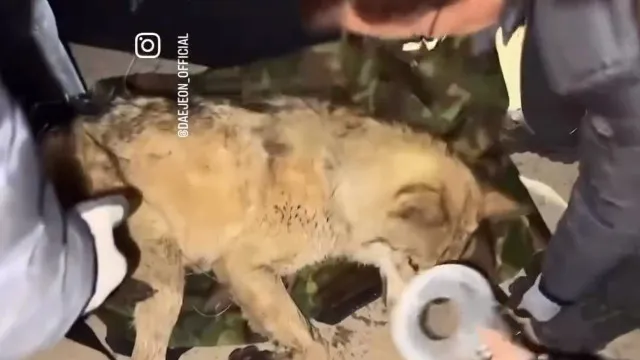 
                    Lobo foragido na Coreia do Sul capturado após 9 dias de buscas. Veja
                