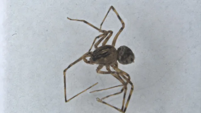 
                    Aranha que inspirou Homem-Aranha entre 6 espécies encontradas no Alentejo
                