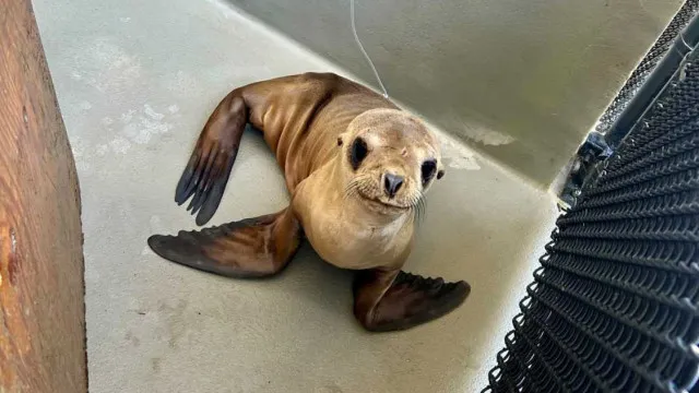 
                     EUA. Cria de leão-marinho resgatada (recupera com smoothies de peixe)
                