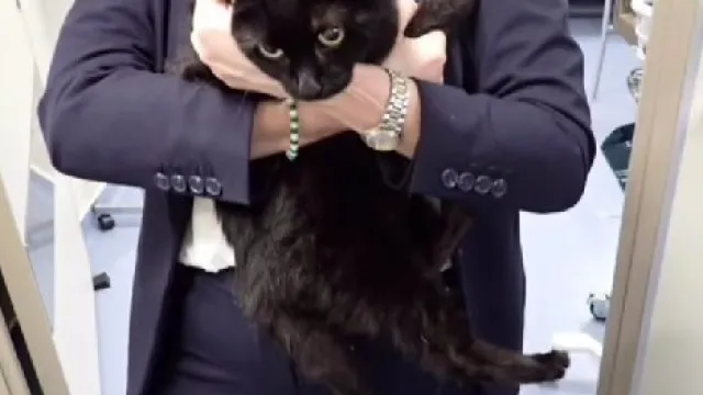 
                    Cruzeiro salva marinheiro e gata 