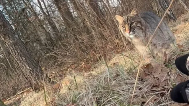 
                    Jovem atacado por lince enquanto caçava perus nos EUA (e filmou)
                