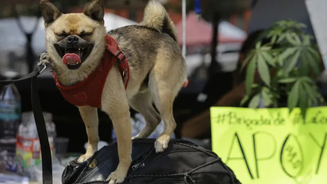 
                    Dia Internacional da Marijuana celebrado pelo mundo. Eis as imagens
                
