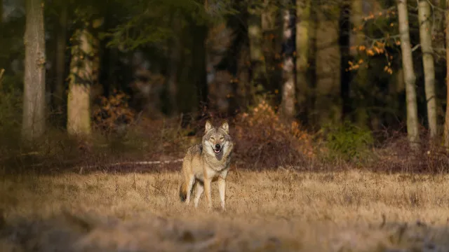 
                    Quase 20 lobos encontrados mortos em Itália. Suspeita-se de envenenamento
                